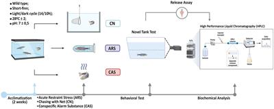 Distinct acute stressors produce different intensity of anxiety-like behavior and differential glutamate release in zebrafish brain